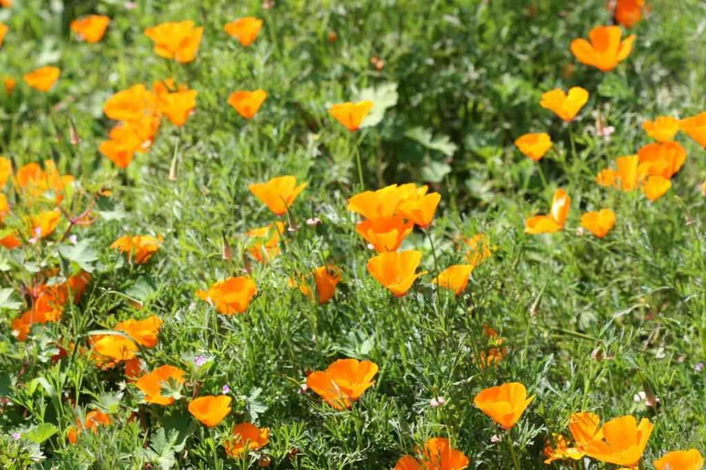 california golden poppies