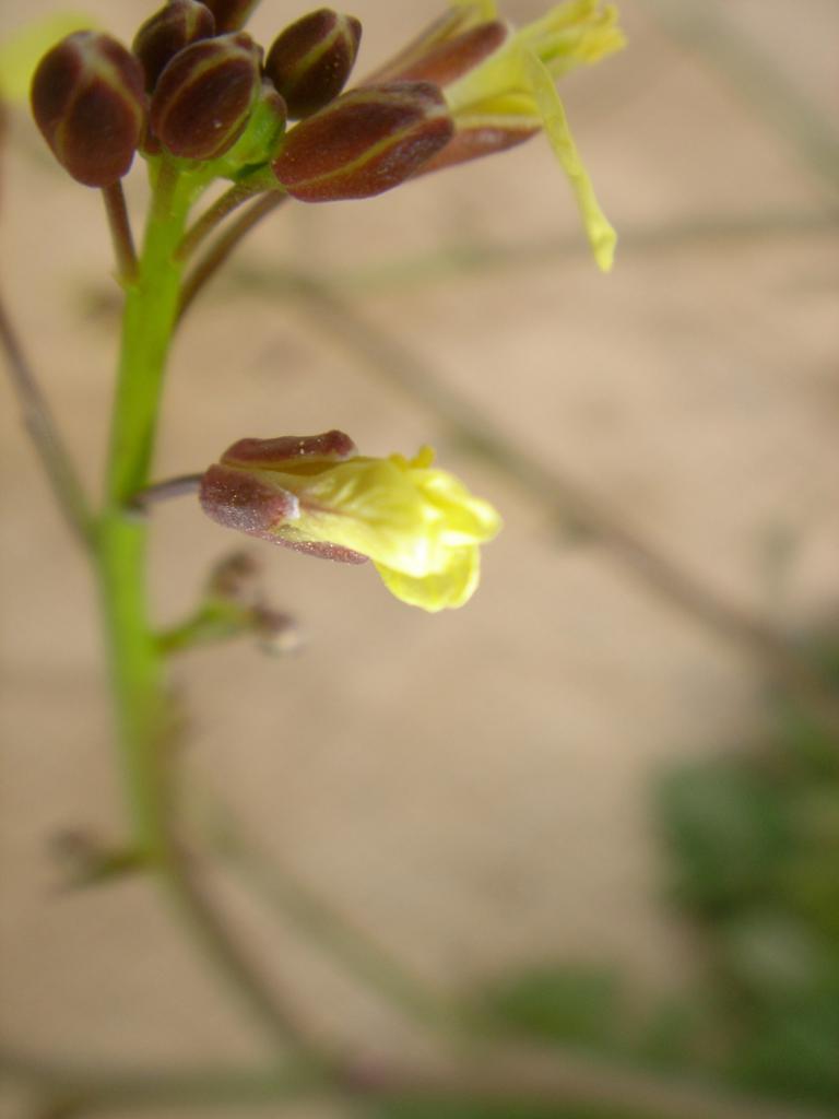 desert wildflower