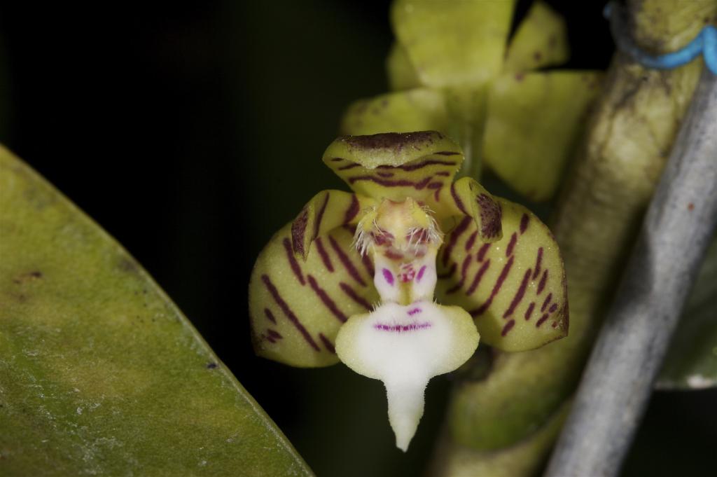 hairy orchid