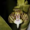 hairy orchid