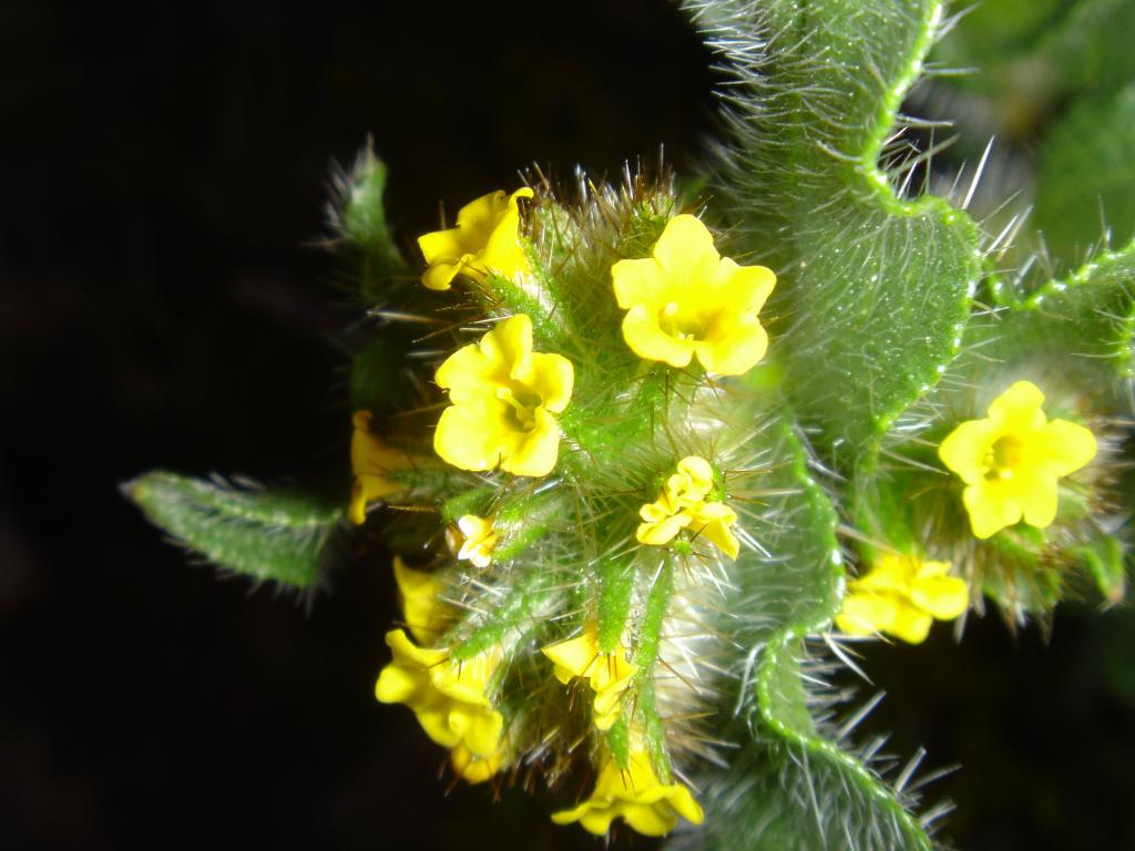 thorny yellow wildflowers - 3