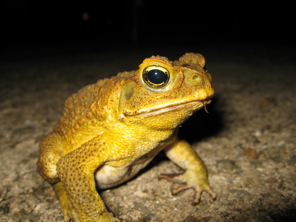 yellow frog